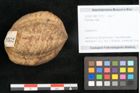 Foto (Objekt + Etikett) von Plantae indet.  (NHMW-GEO-2024-0188-11572)